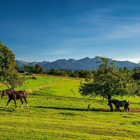 Paula בית הארחה זאוב